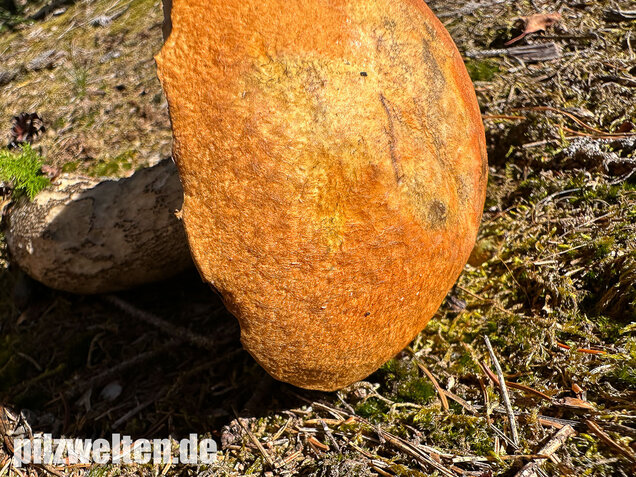 Birkenrotkappe, Leccinum versipelle
