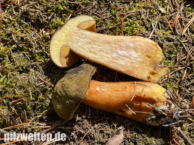 Brauner Filzröhrling, Braune Ziegenlippe, Xerocomus ferrugineus