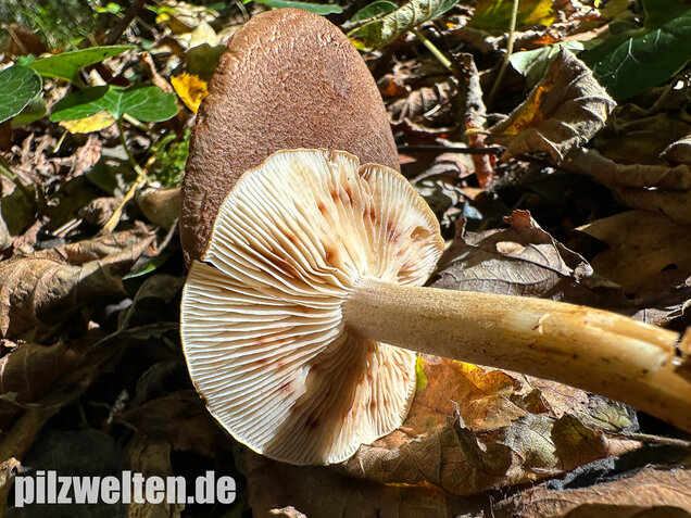 Braunschuppiger Ritterling, Feinschuppiger Ritterling, Tricholoma imbricatum