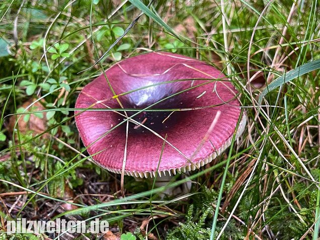 Buckeltäubling, Russula caerulea