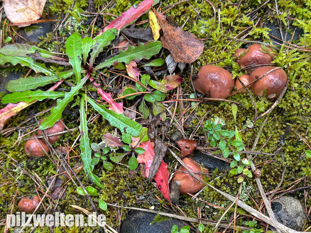 Butterpilz, Butterröhrling, Suillus luteus