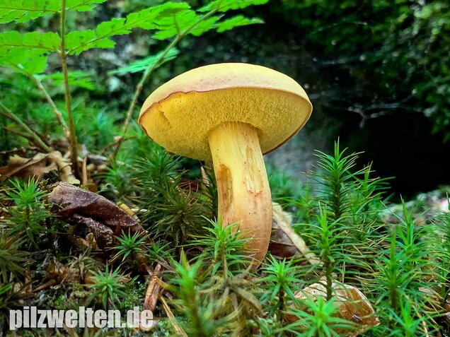 Ziegenlippe, Xerocomus subtomentosus