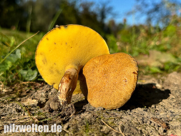 Erlengrübling, Gyrodon lividus