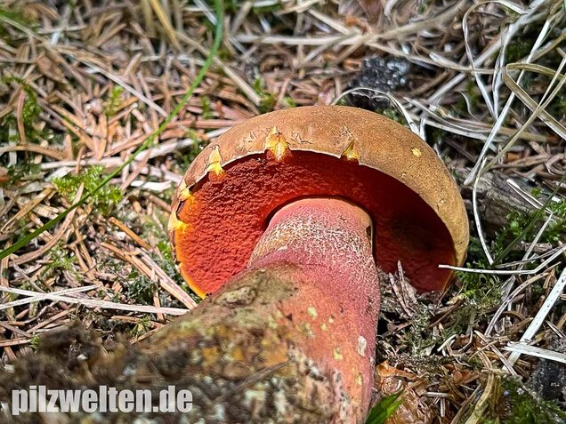 Flockenstieliger Hexenröhrling, Neoboletus erythropus