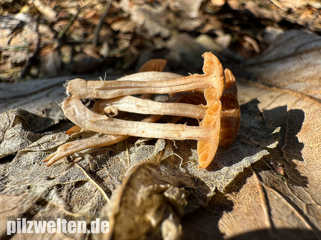 Flockiger Trompetenschnitzling, Tubaria conspersa