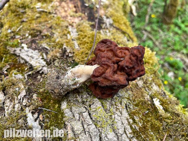 Frühjahrslorchel, Giftlorchel, Gyromitra esculenta