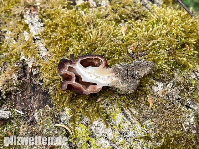 Frühjahrslorchel, Giftlorchel, Gyromitra esculenta