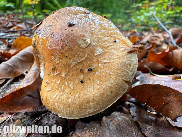 Fuchsigbrauner Schleimkopf, Phlegmacium vulpinum