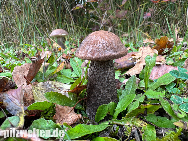 Gemeiner Birkenpilz, Langfuß, Birkenraufuß, Leccinum scabrum