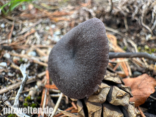 Gesägter Rötling, Entoloma serrulatum