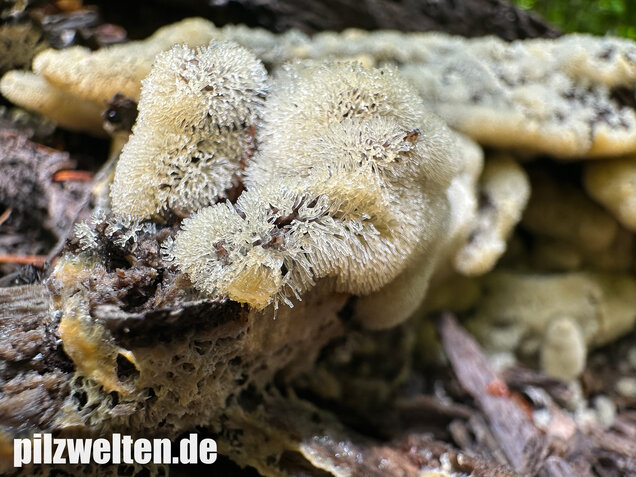Geweihförmiger Schleimpilz, Ceratiomyxa fruticulosa
