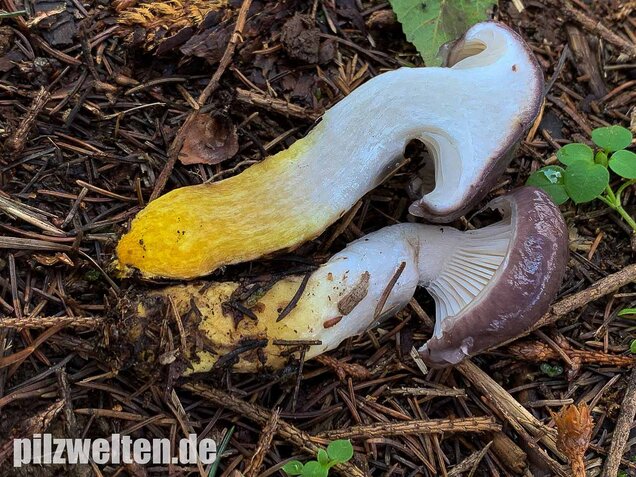 Großer Schmierling, Kuhmaul, Gomphidius glutinosus