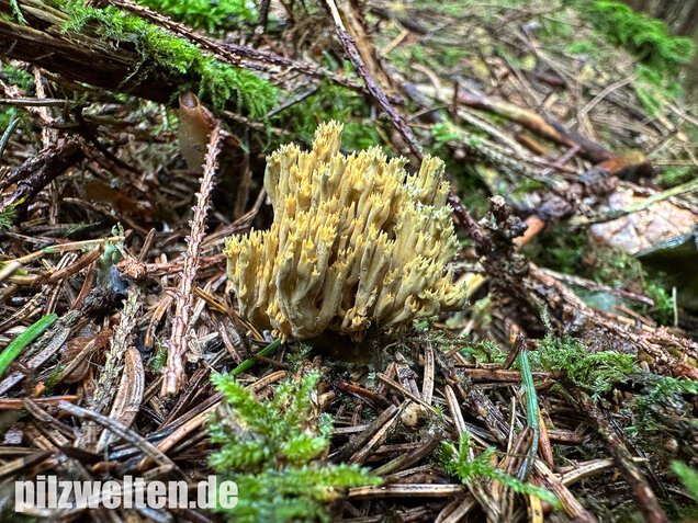 Grünfleckige Fichtenkoralle, Phaeoclavulina abietina
