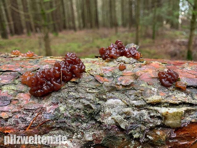 Kandisbrauner Drüsling, Exidia saccharina