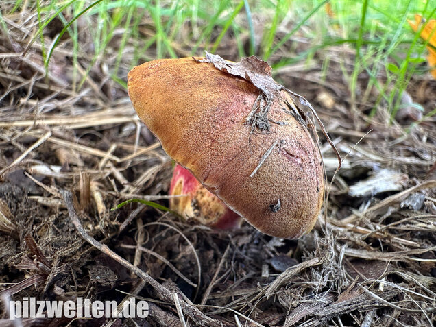 Rubinroter Zwergröhrling, Chalciporus rubinus