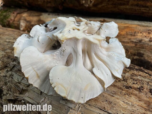 Klapperschwamm, Maitake, Grifola frondosa