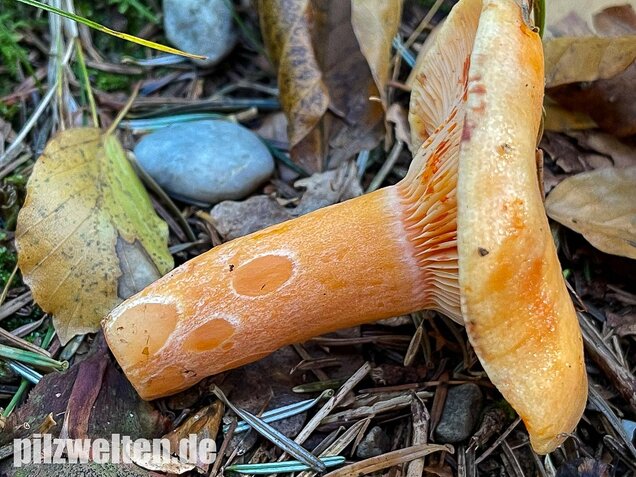 Lachsreizker, Lactarius salmonicolor