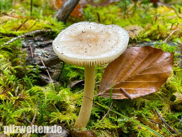 Lästiger Ritterling, Tricholoma inamoenum