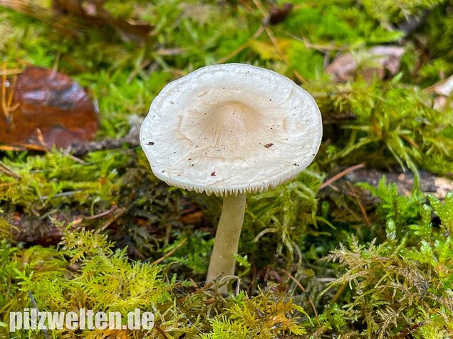 Lästiger Ritterling, Tricholoma inamoenum