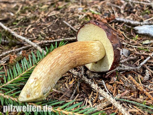 Maronenröhrling, Imleria badia
