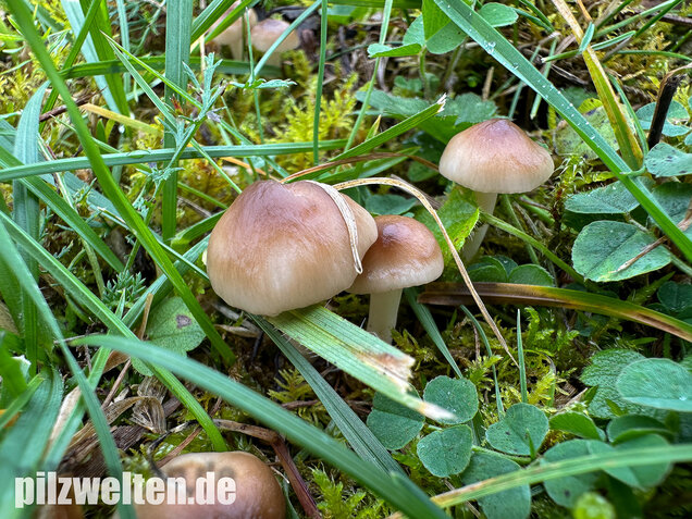 Ockerblasser Jungfernellerling, Cuphophyllus ochraceopallidus