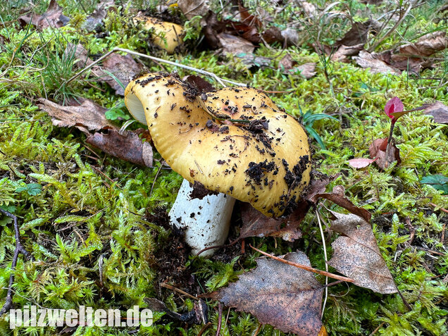 Ockergelber Täubling, Zitronentäubling, Russula ochroleuca