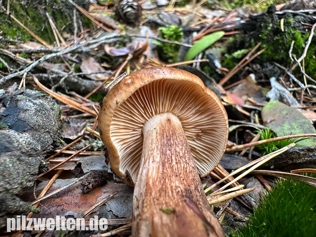 Geschupptstieliger Ritterling, Tricholoma fucatum