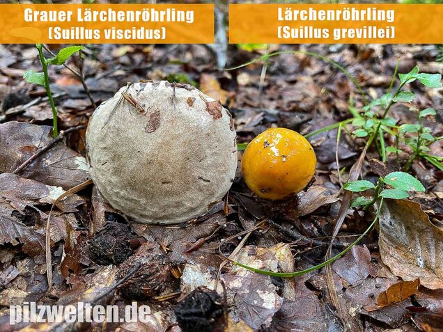 Grauer Lärchenröhrling, Suillus viscidus