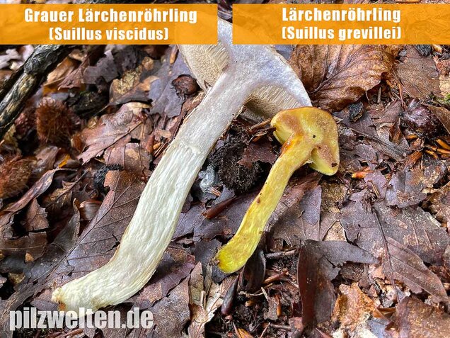 Grauer Lärchenröhrling, Suillus viscidus