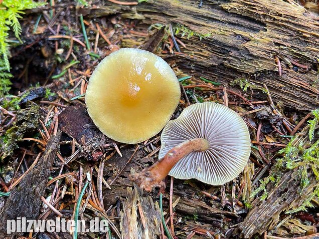 Rauchblättriger Schwefelkopf, Hypholoma capnoides