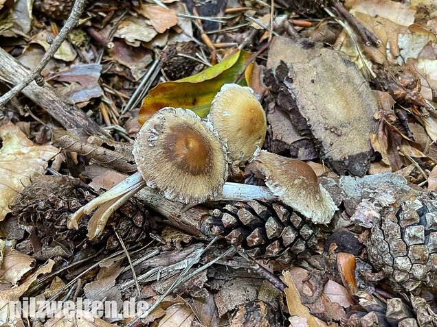 Reichbeschleierter Faserling, Psathyrella spintrigeroides