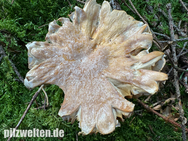 Reifpilz, Cortinarius caperatus