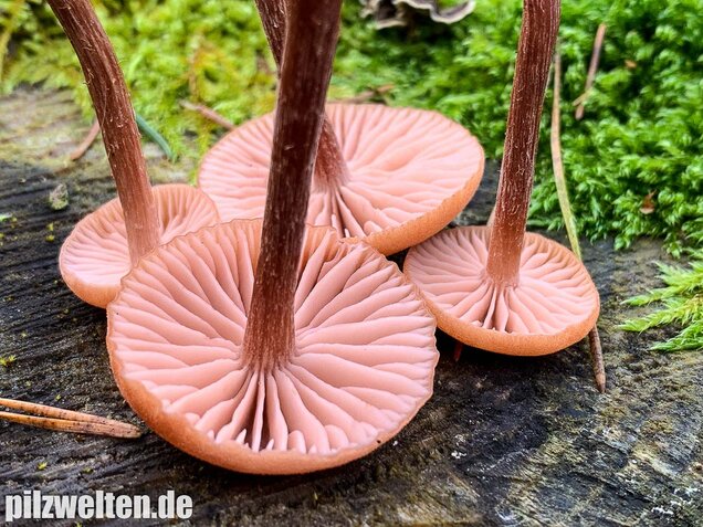 Rötlicher Lacktrichterling, Laccaria laccata