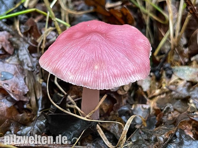 Rosa Rettichhelmling, Mycena rosea