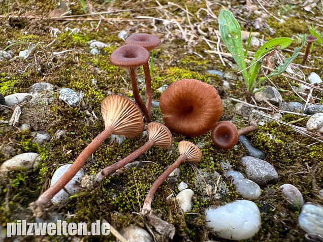Becherförmiger Nabeling, Omphalina pyxidata