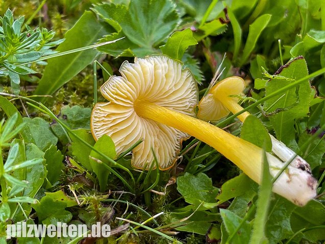 Safrangelber Saftling, Hygrocybe acutoconica