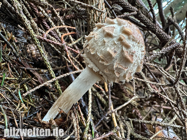 Olivbrauner Safranschirmling, Wald-Safranschirmling, Chlorophyllum olivieri