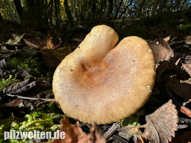 Scharfer Haselmilchling, Brennreizker, Lactarius pyrogalus