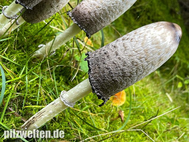 Schopftintling, Coprinus comatus