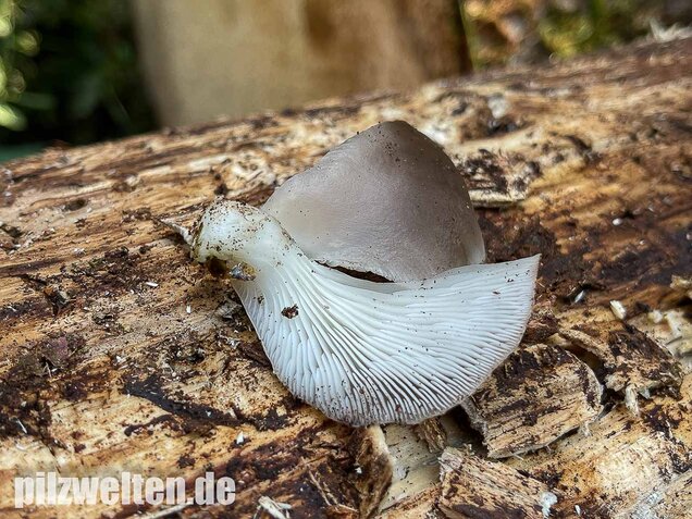 Sommer-Austernseitling, Pleurotus ostreatus forma florida