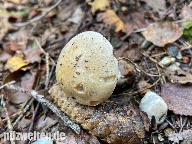 Tonblasser Fälbling, Hebeloma crustuliniforme