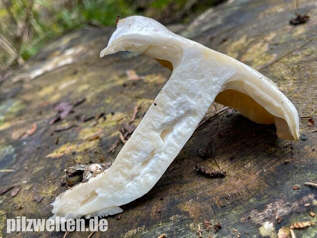 Weißer Büschelrasling, Leucocybe connata