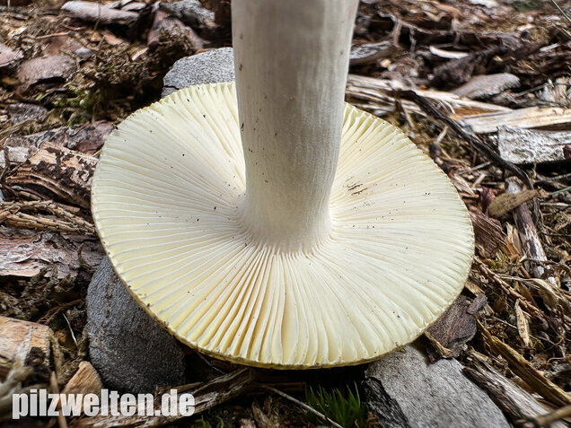 Weißstieliger Ockertäubling, Russula citrina / Russula violeipes var. citrina