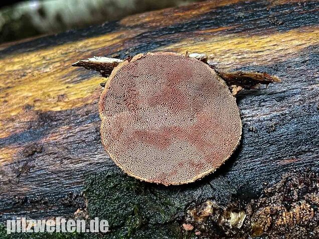 Zimtfarbener Weichporling, Hapalopilus rutilans