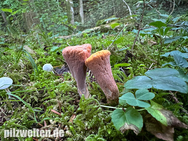 Abgestutzte Herkuleskeule, Clavariadelphus truncatus