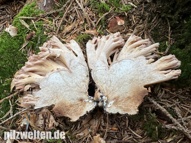 Bauchwehkoralle, Blasse Koralle, Ramaria pallida