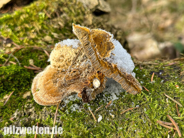 Braune Borstentramete, Braune Auentramete, Coriolopsis gallica