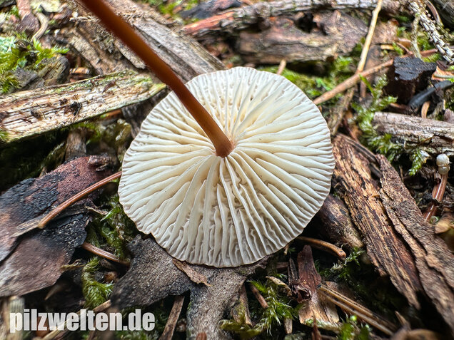 Knoblauchschwindling, Mycetinis scorodonius