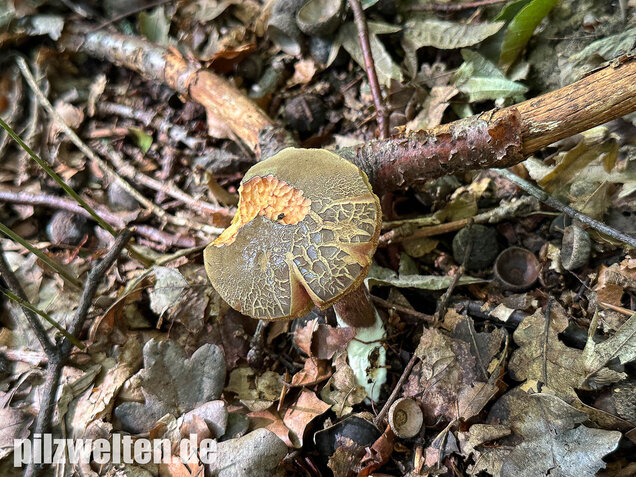 Falscher Rotfußröhrling, Düsterer Rotfußröhrling, Xerocomellus porosporus