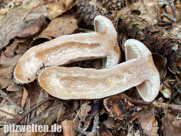 Fleischblasser Milchling, Lactarius pallidus